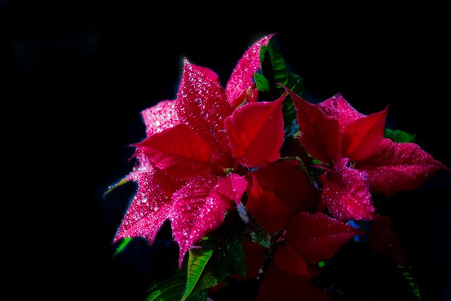 Poinsettia with water droplets on its vibrant red petals, creating an eye-catching contrast against a dark background. Ideal for holiday-themed designs, nature lovers, botanical studies, greeting cards, and Christmas decorations.