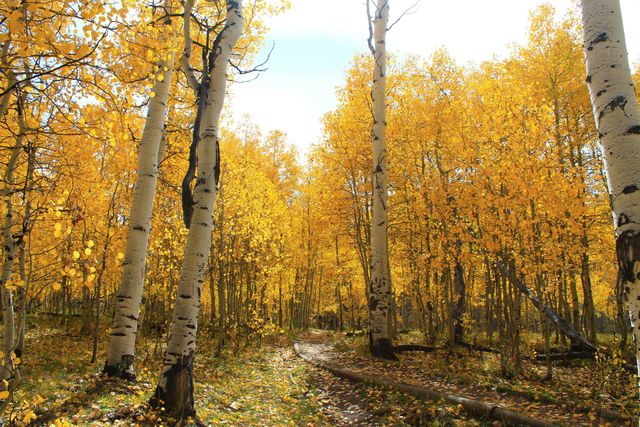 Yellow trees autumn  - Download Free Stock Photos Pikwizard.com