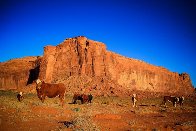 Cattle grazing in an arid desert environment with a large rocky cliff in the background and a clear blue sky overhead. Ideal for use in agriculture promotions, rural lifestyle themes, nature conservancies, and travel advertisements showcasing the rugged beauty of the southwestern landscape.