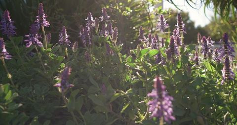 Backlit purple spike blooms blooming in sunlit garden with warm golden hour glow