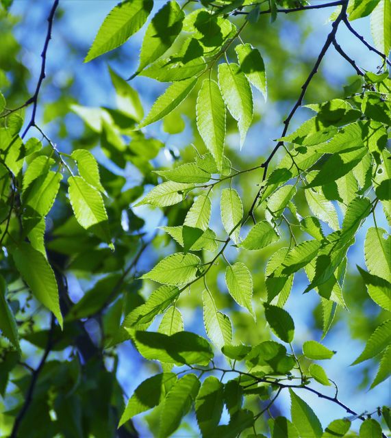 Fresh green leaves on tree branch with blue sky background depicting nature's vibrant foliage. This image can be used for eco-friendly themes, gardening blogs, environmental awareness campaigns, or promoting outdoor activities. Perfect for websites and print materials focusing on natural beauty and seasonal changes.