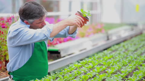 Man in a greenhouse is attentively inspecting a plant while surrounded by rows of lush greenery. Suitable for themes related to gardening, horticulture, sustainable agriculture, and farming businesses. This visual can be used in articles discussing plant care, botanical workshops, or educational content about agriculture.