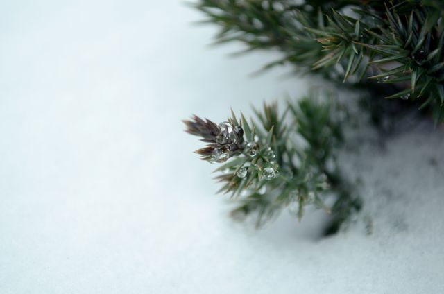 Depicts juniper bush covered with snow, showcasing contrast between green needles and white snow. Perfect for articles, blogs, and websites related to nature, winter, botany, and seasonal themes.