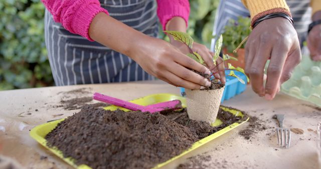 People's hands planting young plants in potting soil on table, showcasing teamwork and nature. Suitable for environmental campaigns, gardening blogs, urban gardening projects, sustainability articles, or nature conservation initiatives.