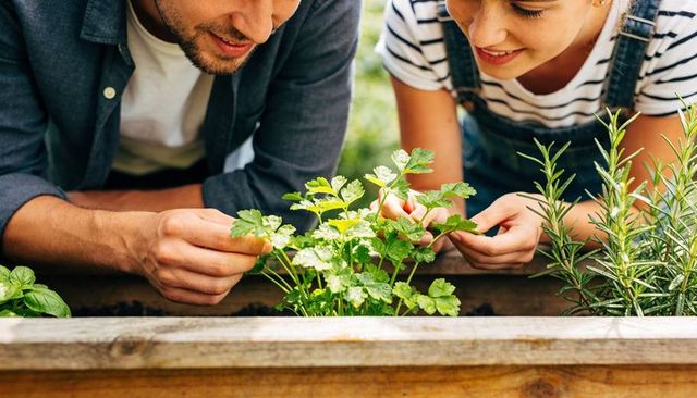 Couple tending backyard herb garden trimming parsley and rosemary in raised planter closeup