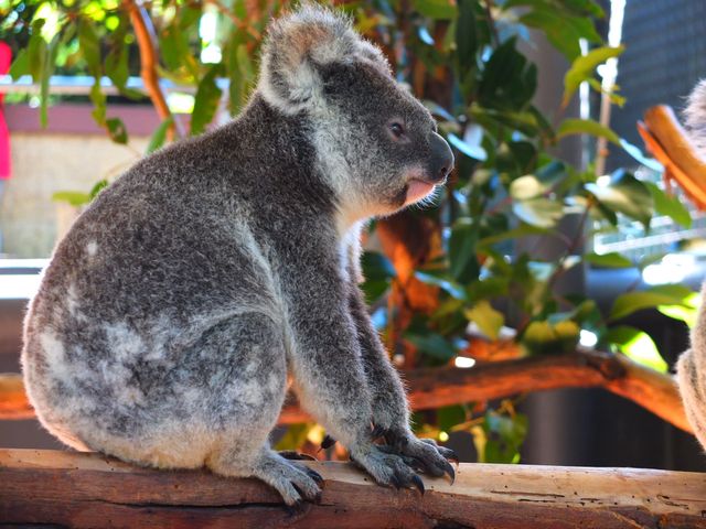 Animal australia baby cute - Download Free Stock Photos Pikwizard.com