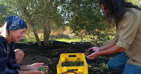 Harvesting Olives in Lush Orchard with Mature Caucasian Farmers - Download Free Stock Images Pikwizard.com