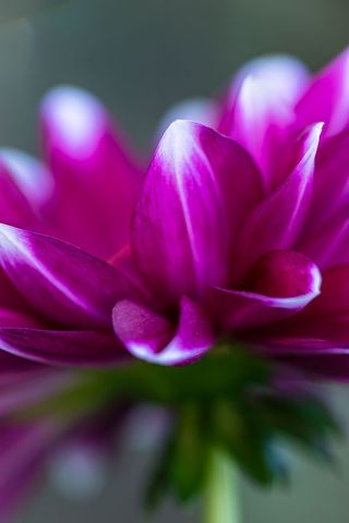 Macro close-up showcasing vibrant magenta dahlia petals with soft bokeh background