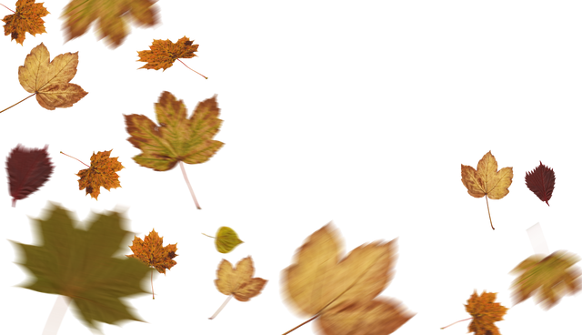 Transparent Autumn Leaves Illustration on Isolated Background - Download Free Stock Videos Pikwizard.com