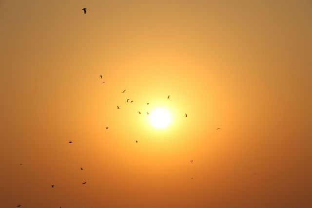 Birds flying across golden orange sky at sunset, creating tranquil and serene scene. Ideal for nature calendars, relaxation backgrounds, peaceful environment campaigns, inspirational quotes, travel blogs, and meditation visuals.