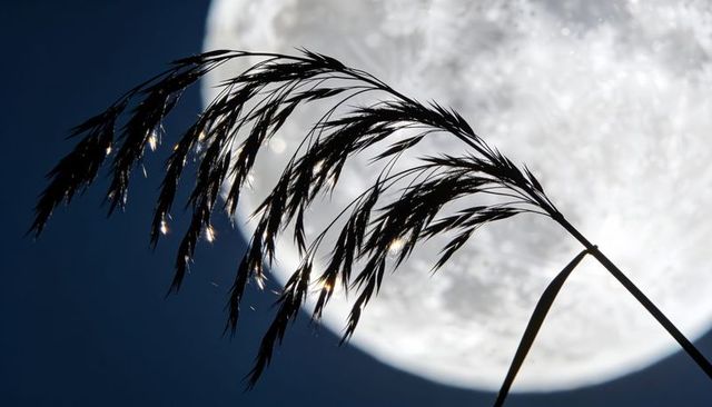 Arching reed silhouette with glinting dew catching full moonlight