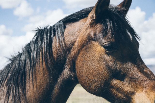 Brown horse depicted up close, showing fine details of its mane and facial features against a blurred backdrop of a countryside field under a sunny sky. Perfect for wildlife, animal care, or rural living concepts in blogs, websites, and printed materials.