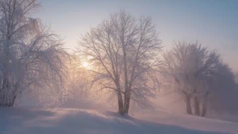 Sunrise Mist Revealing Frost-Covered Trees Over Snowy Meadow, Soft Backlit Morning