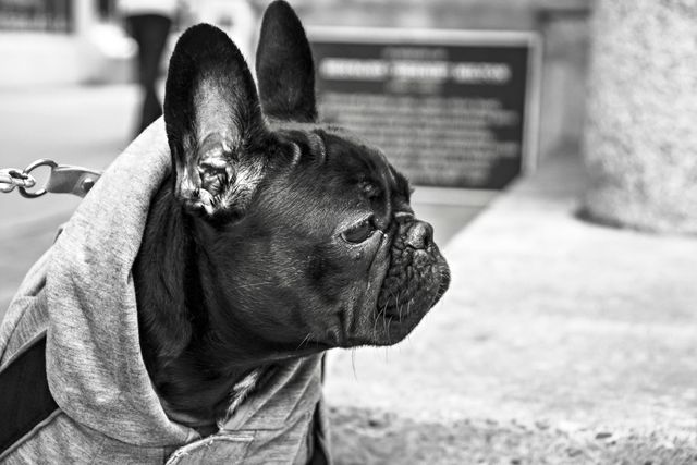 French Bulldog wearing a hoodie while looking sideways in an urban environment. Captured in black and white, emphasizing its stylish attire and the texture of the surrounding street materials. Perfect for use in pet fashion advertising, lifestyle blogs, urban pet culture context, or social media posts about trendy pet apparel.