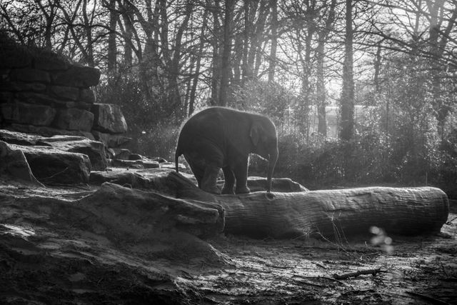 Baby Elephant Exploring Natural Habitat in Black and White - Download Free Stock Photos Pikwizard.com