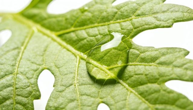 Macro droplet resting on lobed green leaf showing vein texture and specular highlight