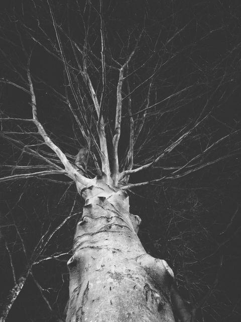 This image depicts a tall tree with bare branches under a night sky in black and white. The photograph captures a sense of eeriness and tranquility at the same time, making it ideal for themes related to nature, the forest, night, and moods that involve calmness or spookiness. It can be used in artistic projects, nature-themed designs, or even as a background for content on nocturnal wildlife or forestry.