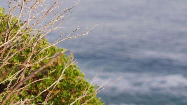 Showing green and rocky coastline with blurred ocean in background. Ideal for promoting coastal travel, outdoor activities, nature retreats, or wellness and relaxation themes.