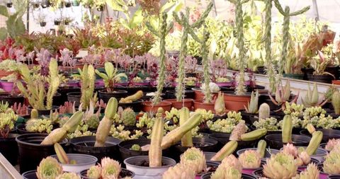 Diverse succulent and cacti collection amid greenhouse ambiance