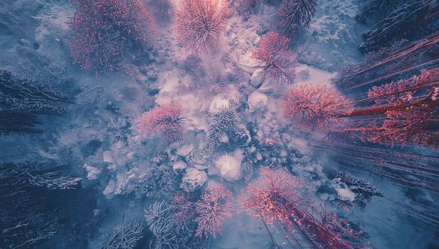 Aerial View of Winter Forest in Ethereal Pink Light