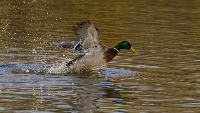 Mallard drake skimming pond surface raising wings splashing water with blue speculum