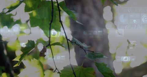 Augmented reality foliage with hud overlays, bokeh sunlight and brown-edged leaf close-up