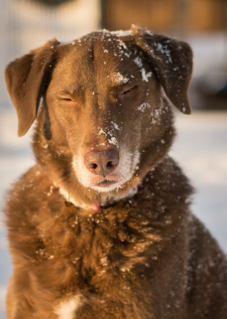 Chocolate Labrador in Winter Snow with Eyes Closed - Download Free Stock Photos Pikwizard.com