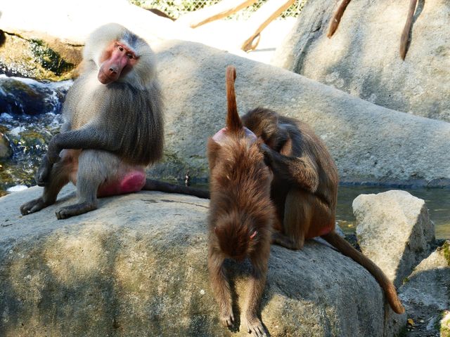 Baboon Family Grooming on Rock in Natural Habitat - Download Free Stock Photos Pikwizard.com