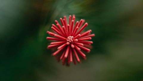 Radiating red flower bud with tubular spikes and dew drops macro radial symmetry