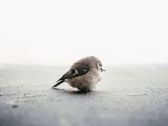 A solitary, fluffy bird standing on the ground against a soft, faint background creates a minimalist scene. Perfect for use in designs emphasizing solitude, simplicity, or nature.