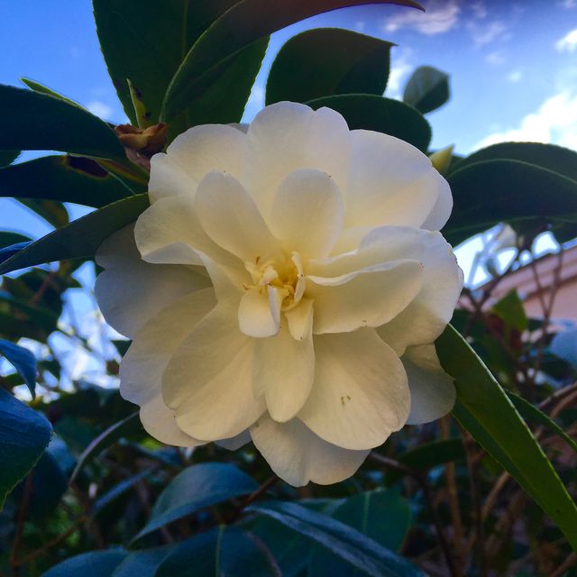 White camellia flower in full bloom against green leaves and blue sky. Ideal for garden-related articles, floral arrangements, horticulture blogs, natural beauty products, and gardening tips.