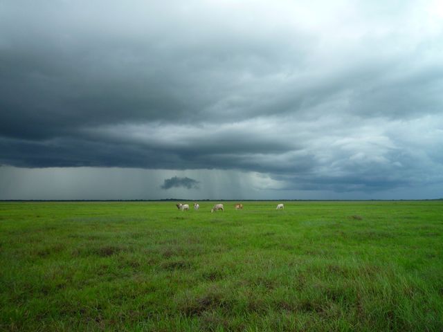 Cows Grazing on Vast Green Field with Stormy Skies Approaching - Download Free Stock Photos Pikwizard.com