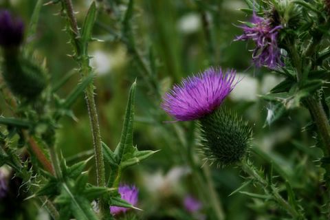 Purple Thistle Blooming Among Spiky Green Stems Close-Up Wildflower Macro in Meadow