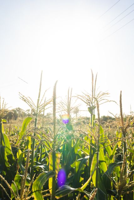 Corn plants growing tall under bright sunlight on an organic farm. Ideal for use in agricultural promotions, organic farming advertisements, nature and environment articles, and healthy living campaigns.