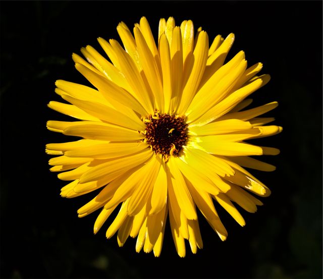 Image showcasing a closeup view of a vibrant yellow daisy with detailed petals against a dark background. Ideal for nature blogs, gardening websites, print materials, floral studies, or decorative elements in design projects.