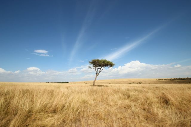 Single acacia tree stands alone in vast Serengeti grassland under clear blue sky. Ideal for themes of solitude, nature, and wilderness. Perfect for travel websites, nature articles, environmental campaigns, posters about Africa.