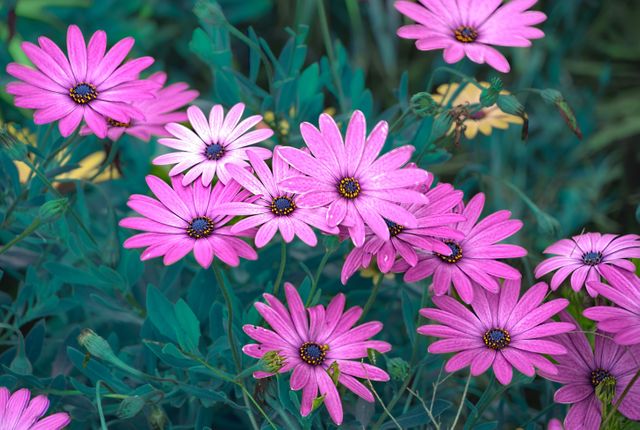 Colorful daisies in bloom, with shades of pink and purple, against lush green foliage, perfect for gardening projects, nature blogs, floral-themed marketing materials, and decorating home or office spaces.