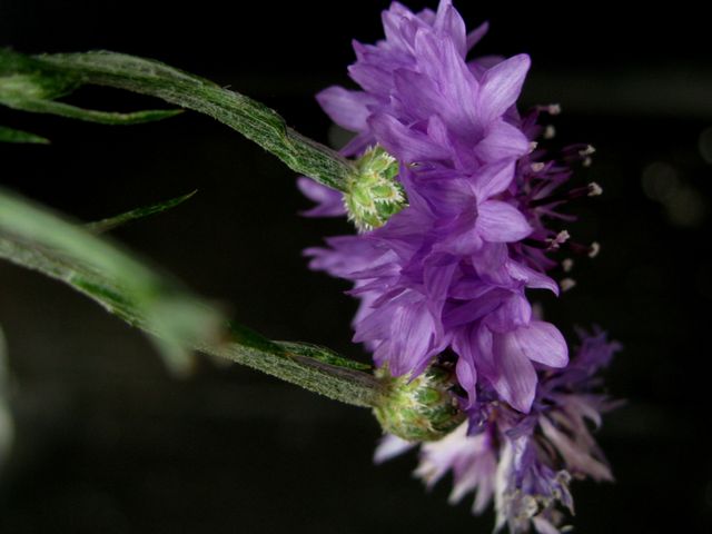 This image showcases a close-up view of purple wildflowers set against a black background. The detailed petals and green stems are highlighted, drawing attention to the natural beauty and vibrant colors of the flora. Perfect for use in botanical studies, nature-themed materials, and floral decorations.
