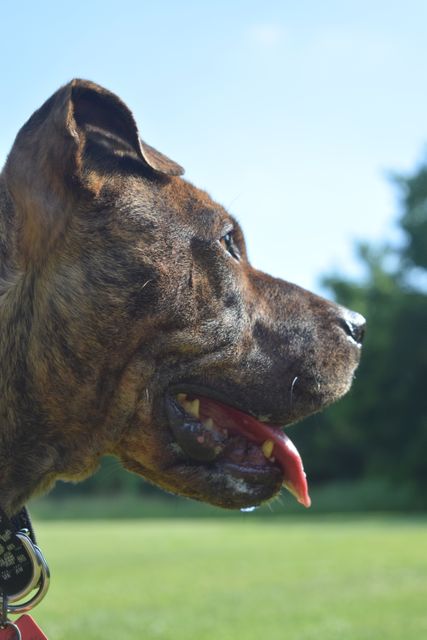 This image shows a close-up profile view of a brown dog panting outdoors in a park on a sunny day. Suitable for use in pet care blogs, veterinary websites, animal training materials, and outdoor activity advertisements.
