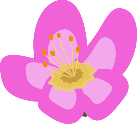 Stylized Pink Blossom on Transparent Background