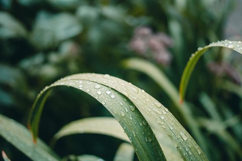 Dew-Covered Curving Grass Blades Showing Water Droplets and Soft Green Bokeh