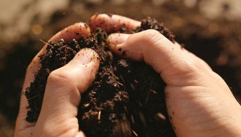 Hands holding dark crumbly compost closeup showing soil-smudged fingertips and roots