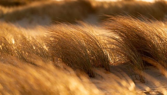 Golden dune grass swaying over windblown sand in warm sunset light