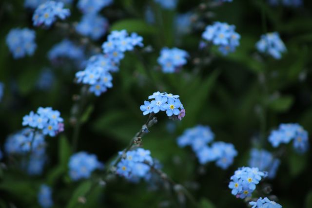 This image features a closeup view of blue forget-me-not flowers against a green background. Ideal for use in gardening blogs, spring-themed designs, floral shop advertisements, and nature preservation campaigns.