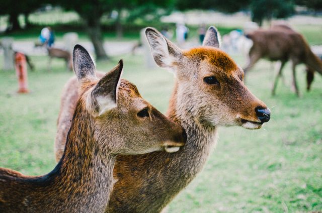 Two Deer Interacting in Peaceful Meadow - Download Free Stock Photos Pikwizard.com