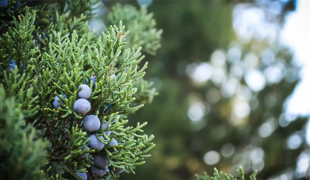 Wild juniper berries growing on an evergreen branch. The green foliage contrasts with the dark purple berries. This close-up showcases natural growth in a forest setting, ideal for nature articles, botanical studies, and outdoor adventure advertisements.