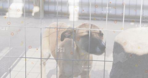 Curious tan dog standing behind wire fence in urban yard with digital hud overlay