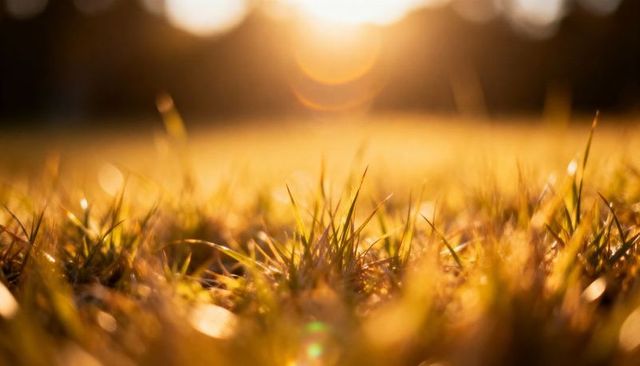 Golden backlit grass close-up at sunrise golden hour with warm bokeh, lens flare, dew