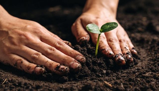 Hands planting seedling in rich soil close-up showing growth, gardening, soil health