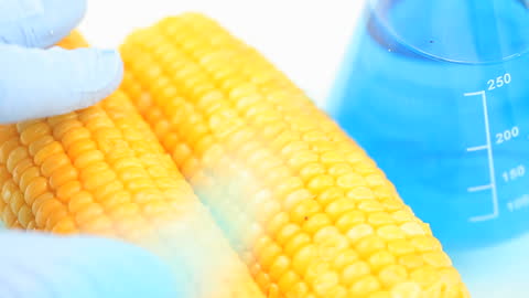 Genetically Modified Corn in Laboratory Setting